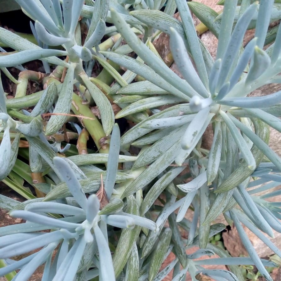 Senecio Azul